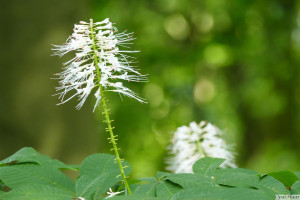 Aesculus parviflora       